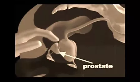 A myloid calf jumps on a penis and gets sperm in his mouth